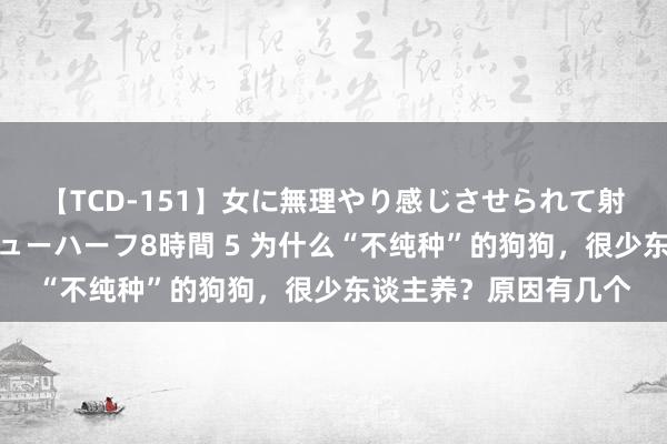 【TCD-151】女に無理やり感じさせられて射精までしてしまうニューハーフ8時間 5 为什么“不纯种”的狗狗，很少东谈主养？原因有几个